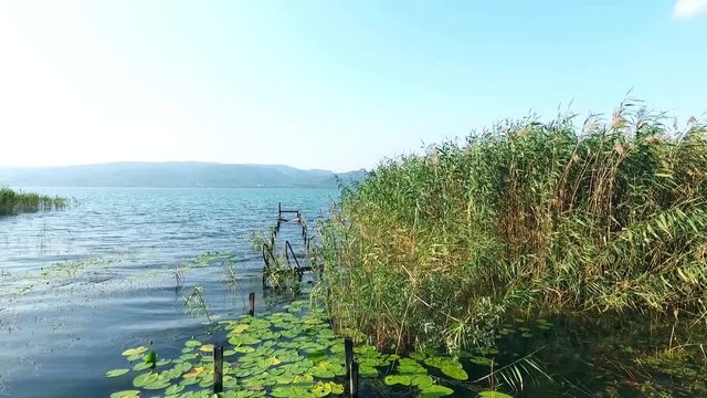 Aerial video Top view of the river with reeds. Sapanca lake in Turkey, Old wooden pier with lake and lotus