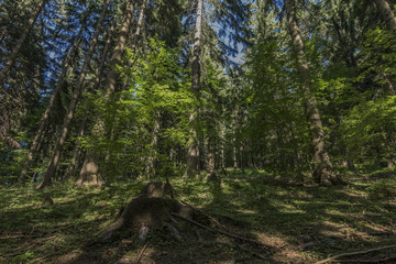 Forests under Velky Javornik hill