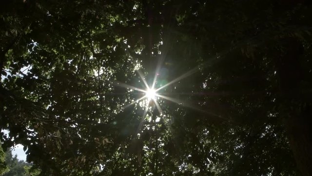 Un reflet dans les arbres