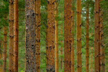 Coniferous pine forest in eastern Finland