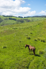 Fototapeta premium View from Lithgow countryside town in NSW Australia