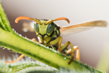 Natürlicher Schädlingsbekämpfer: Feldwespen im Garten