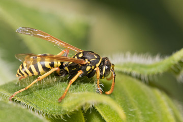 Nat&uuml;rlicher Sch&auml;dlingsbek&auml;mpfer: Feldwespen im Garten