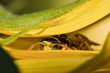 Natürlicher Schädlingsbekämpfer: Feldwespen im Garten