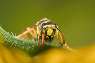 Natürlicher Schädlingsbekämpfer: Feldwespen im Garten