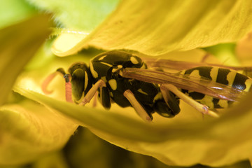 Natürlicher Schädlingsbekämpfer: Feldwespen im Garten
