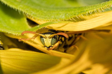 Natürlicher Schädlingsbekämpfer: Feldwespen im Garten