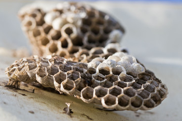 Wespen und Bienen: Verlassenes Wespennest im Herbst