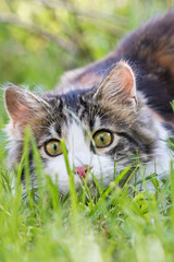 Haustiere - Katze ein Jäger: Gefahr für Vögel