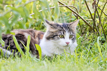 Hauskatze im Garten - Katze im Grünen