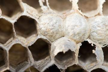 Wespen und Bienen: Verlassenes Wespennest im Herbst