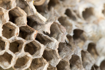 Wespen und Bienen: Verlassenes Wespennest im Herbst