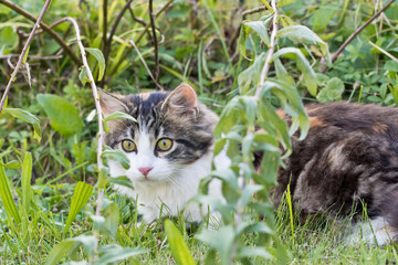 Haustiere - Katze ein Jäger: Gefahr für Vögel