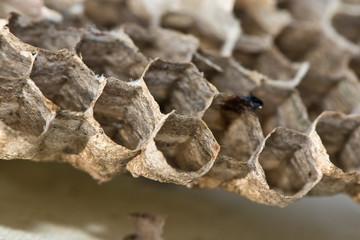 Wespen und Bienen: Verlassenes Wespennest im Herbst