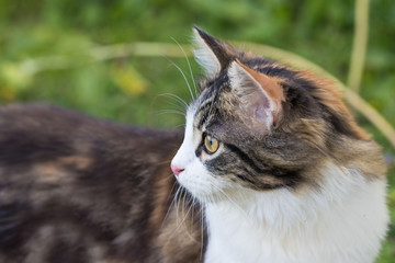 Hauskatze im Garten - Katze im Grünen
