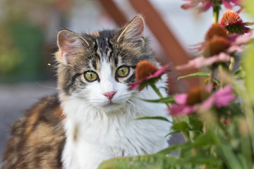Haustiere - Katze ein Jäger: Gefahr für Vögel