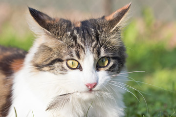 Fototapeta premium Haustiere - Katze ein Jäger: Gefahr für Vögel