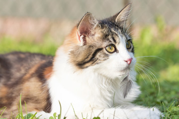 Haustiere - Katze ein J&auml;ger: Gefahr f&uuml;r V&ouml;gel