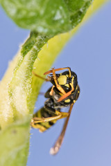 Natürlicher Schädlingsbekämpfer: Feldwespen im Garten
