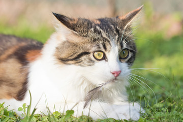Fototapeta na wymiar Haustiere - Katze ein Jäger: Gefahr für Vögel
