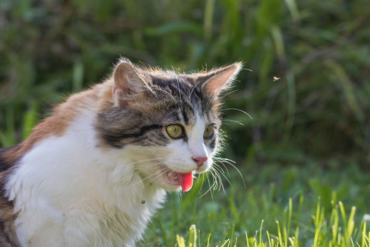 Hechelnde Katze: Harmlos oder gef&auml;hrlich?