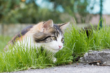Haustiere - Katze ein Jäger: Gefahr für Vögel