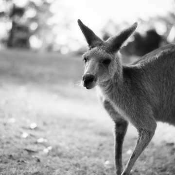 Kangaroo outside during the day