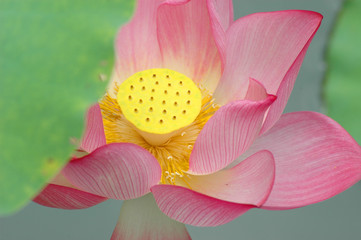 blooming lotus flower in summer pond with green leaves as background