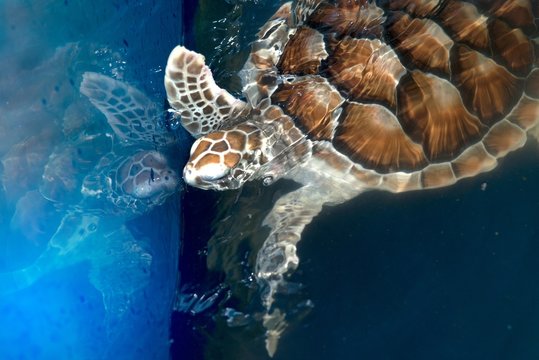 Green turtle swims above in ponds for aquaculture.