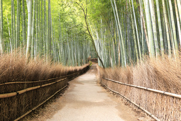 Bamboo Forest in Arashiyama, Kyoto - Japan