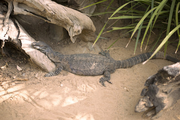 Large lace monitor during the day by a timber log.