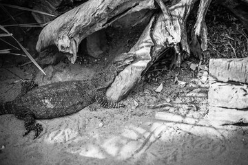 Large lace monitor during the day by a timber log.