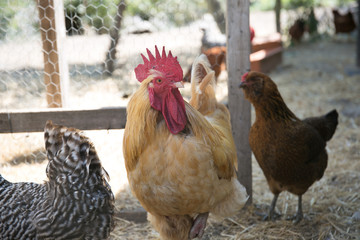Rooster and Chickens Near Outdoor Chicken Coop on Small Farm