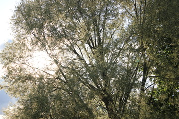 Arbre