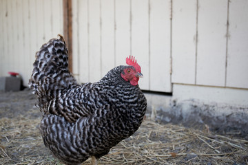 Speckled Chicken by Barn Door on Small Farm © AbbyElaina