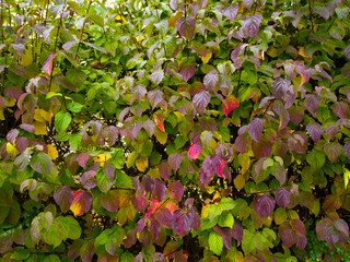 Autumn leaves, Konstanz Germeny
