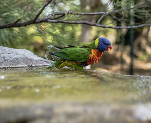 Rainbow lorikeet outside during the day.