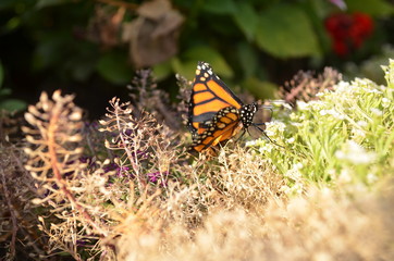 Monarch butterfly