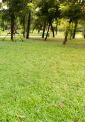 defocused garden trees