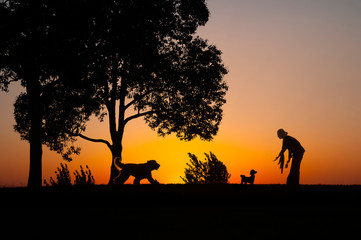 Fototapeta na wymiar 湖畔を散歩する女性と犬のシルエット 