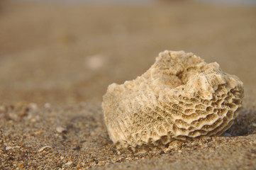 Fototapeta na wymiar coral stone