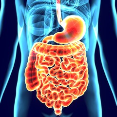 3d illustration of digestive system anatomy(liver,stomach,respiration)