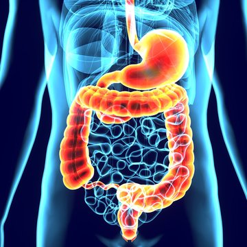 3d illustration of digestive system anatomy(liver,stomach,respiration)