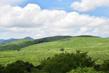 夏の秋吉台