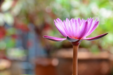 Beautiful water lily or pink lotus in the garden with sunlight background.