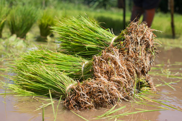 Rice tree in the paddy  fields with Sunshine in the morning
