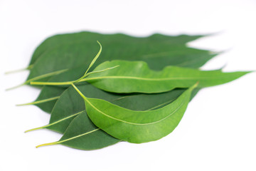 Fototapeta premium Closeup eucalyptus leaves isolated on white background, selection leaves.