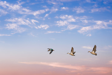 Fototapeta na wymiar Birds flying against bright sky in the background