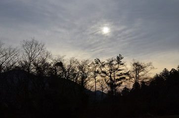 Fototapeta premium Dawn scene of woodland