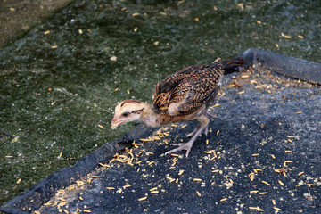 Beige brown  and black chick Looking for food, paddy is the chicken food in the black tray on the floor.